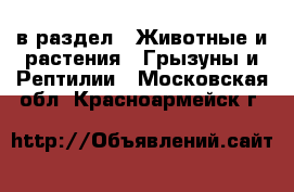  в раздел : Животные и растения » Грызуны и Рептилии . Московская обл.,Красноармейск г.